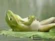 frog rest2